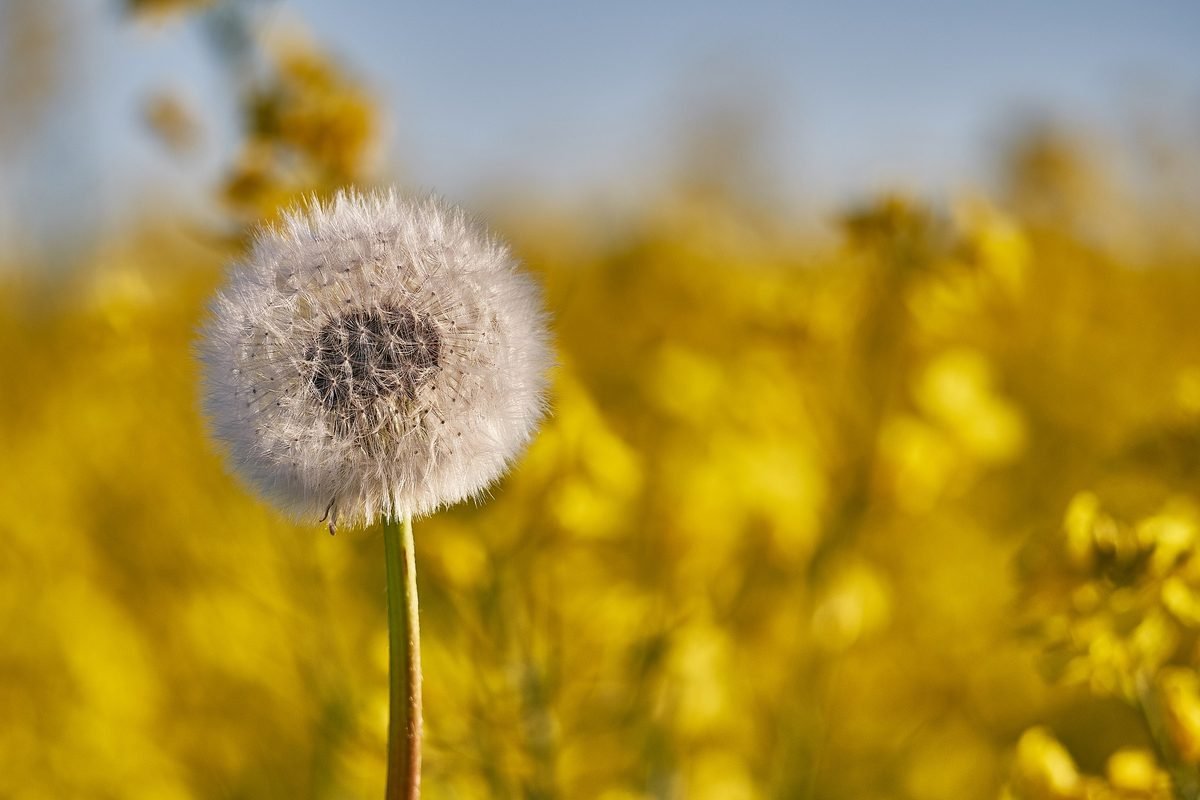 Agro commodities